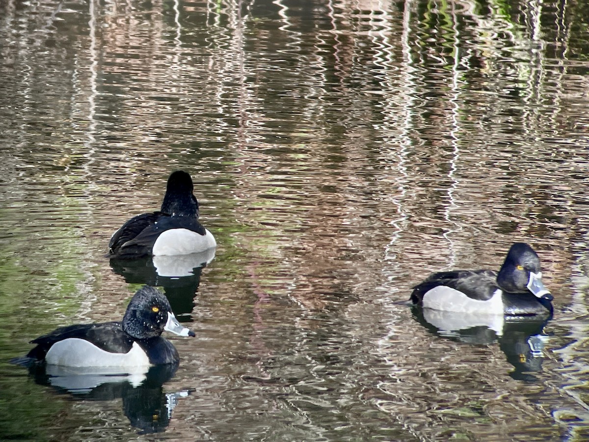 Ring-necked Duck - Craig R Miller