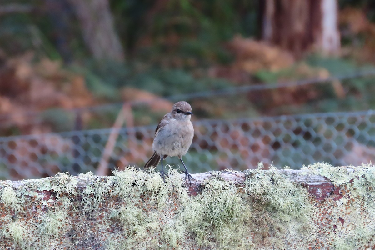 Dusky Robin - Christine Rand