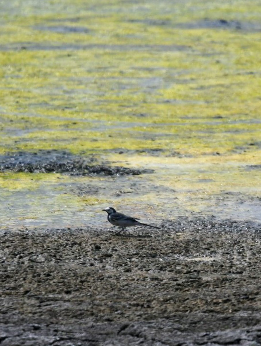 White Wagtail - ML615701590
