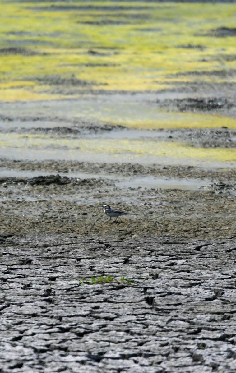 White Wagtail - ML615701591