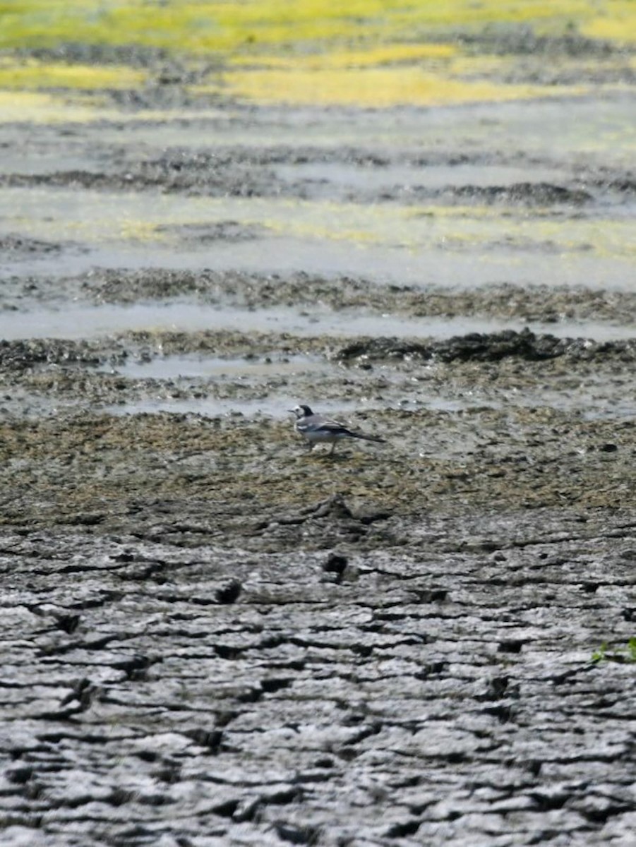White Wagtail - ML615701592
