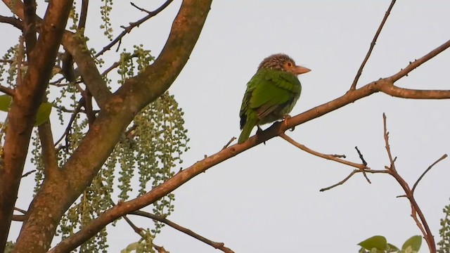 barbet čárkovaný - ML615701594