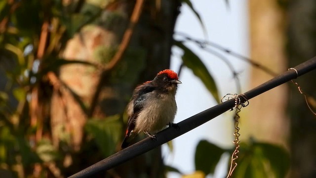 Scarlet-backed Flowerpecker - ML615701601