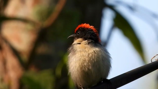 Scarlet-backed Flowerpecker - ML615701602