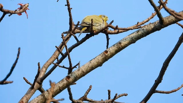 Yellow-footed Green-Pigeon - ML615701605