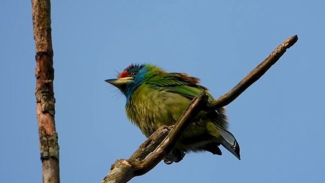 Blue-throated Barbet - ML615701608