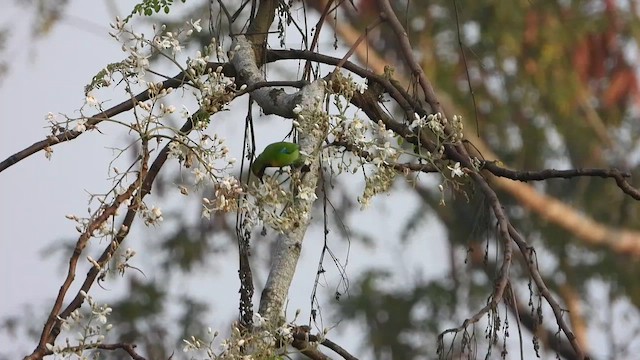 Golden-fronted Leafbird - ML615701614