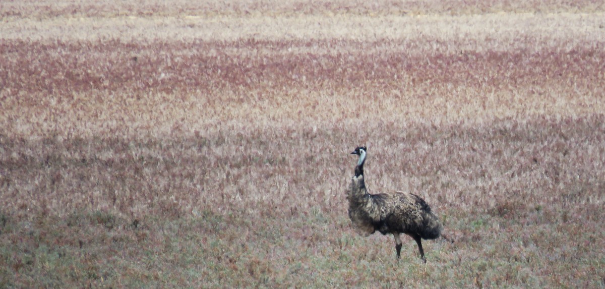 Emu - Michel Turcot