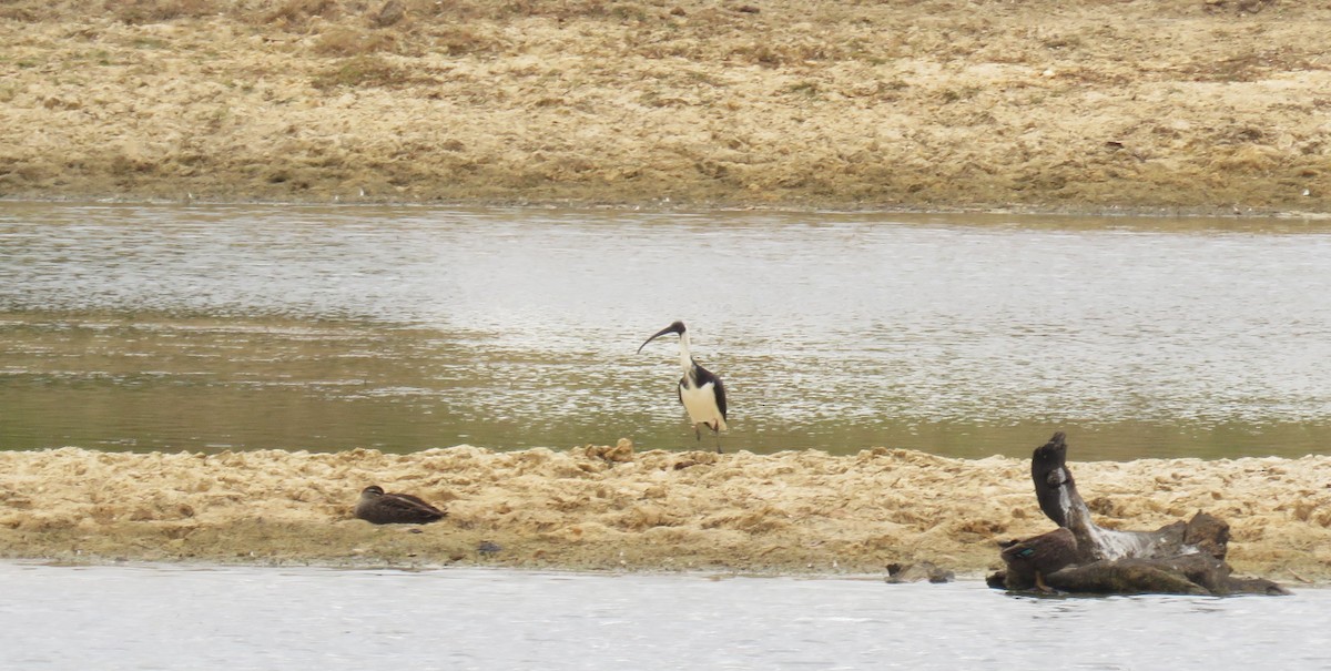 Straw-necked Ibis - ML615701666