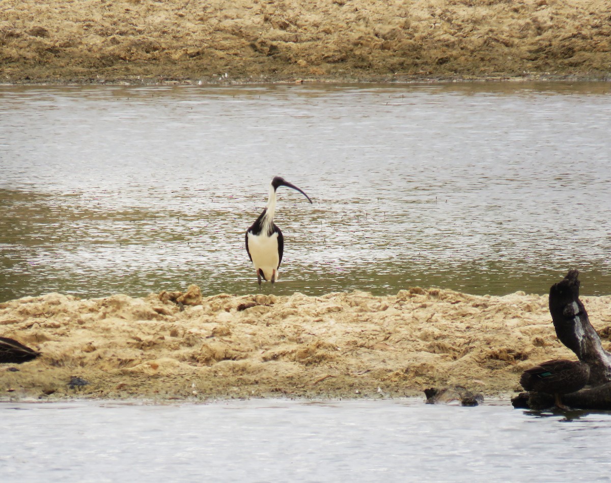 Straw-necked Ibis - ML615701678