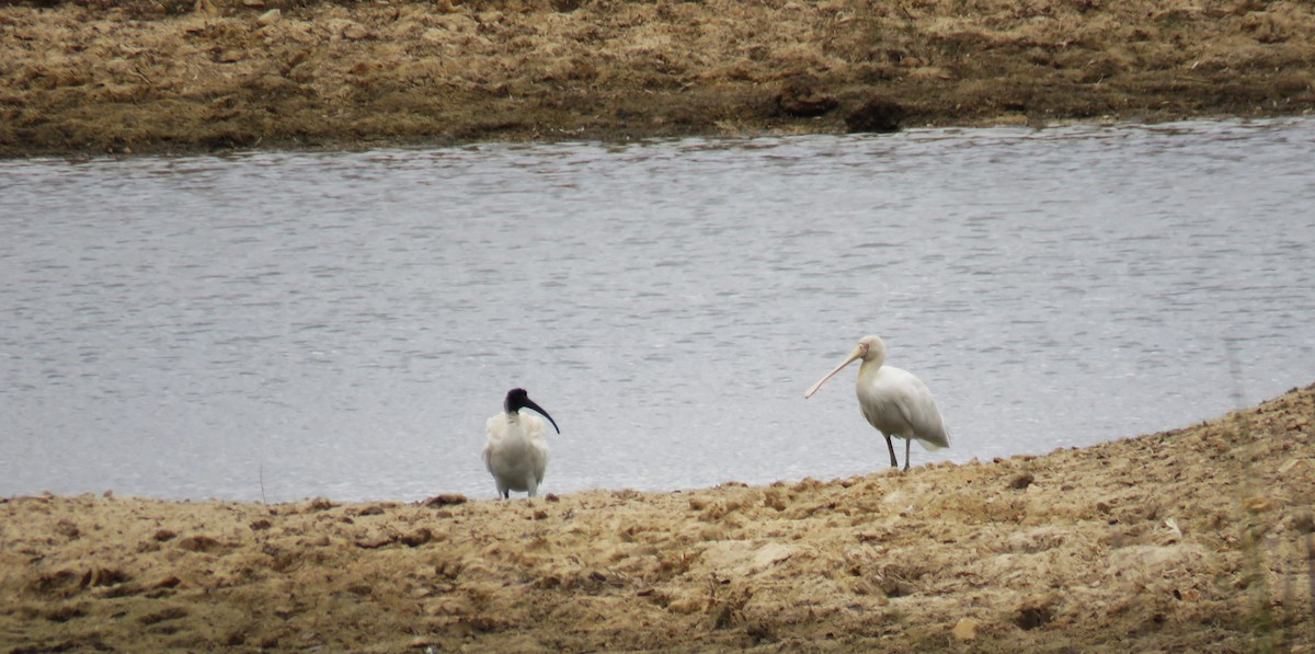 Yellow-billed Spoonbill - Michel Turcot