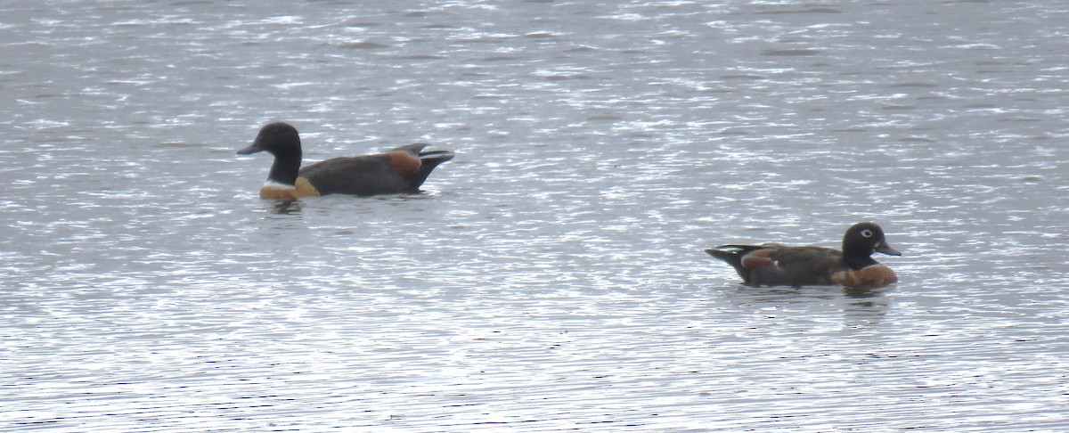 Australian Shelduck - ML615701684