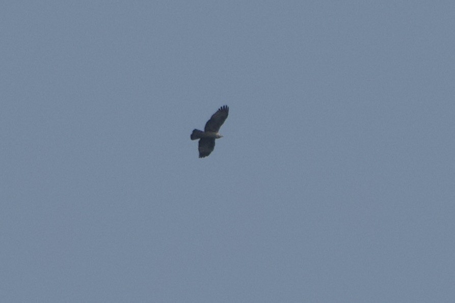 Oriental Honey-buzzard - ML615701699