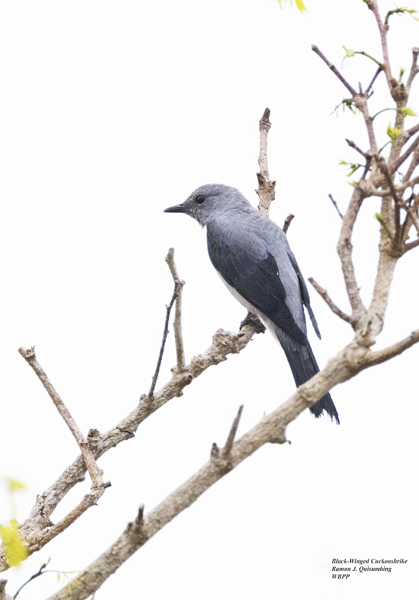 Black-winged Cuckooshrike - ML615701754