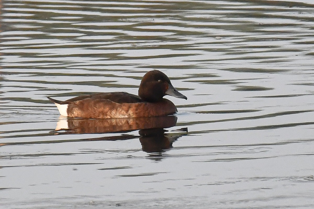 Baer's Pochard - ML615701760