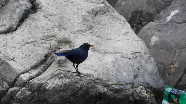 Blue Whistling-Thrush - ML615701825