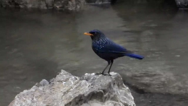 Blue Whistling-Thrush - ML615701826