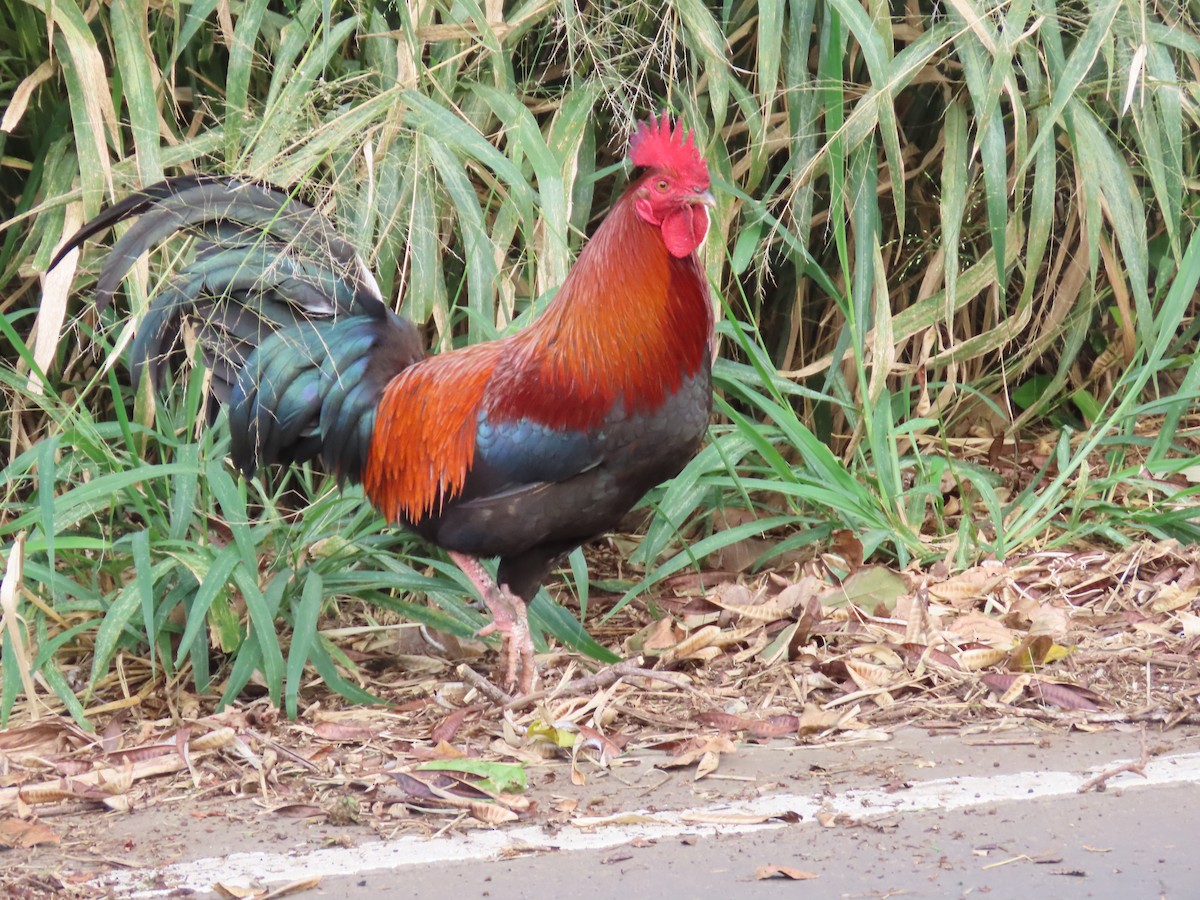 Red Junglefowl (Domestic type) - ML615701841