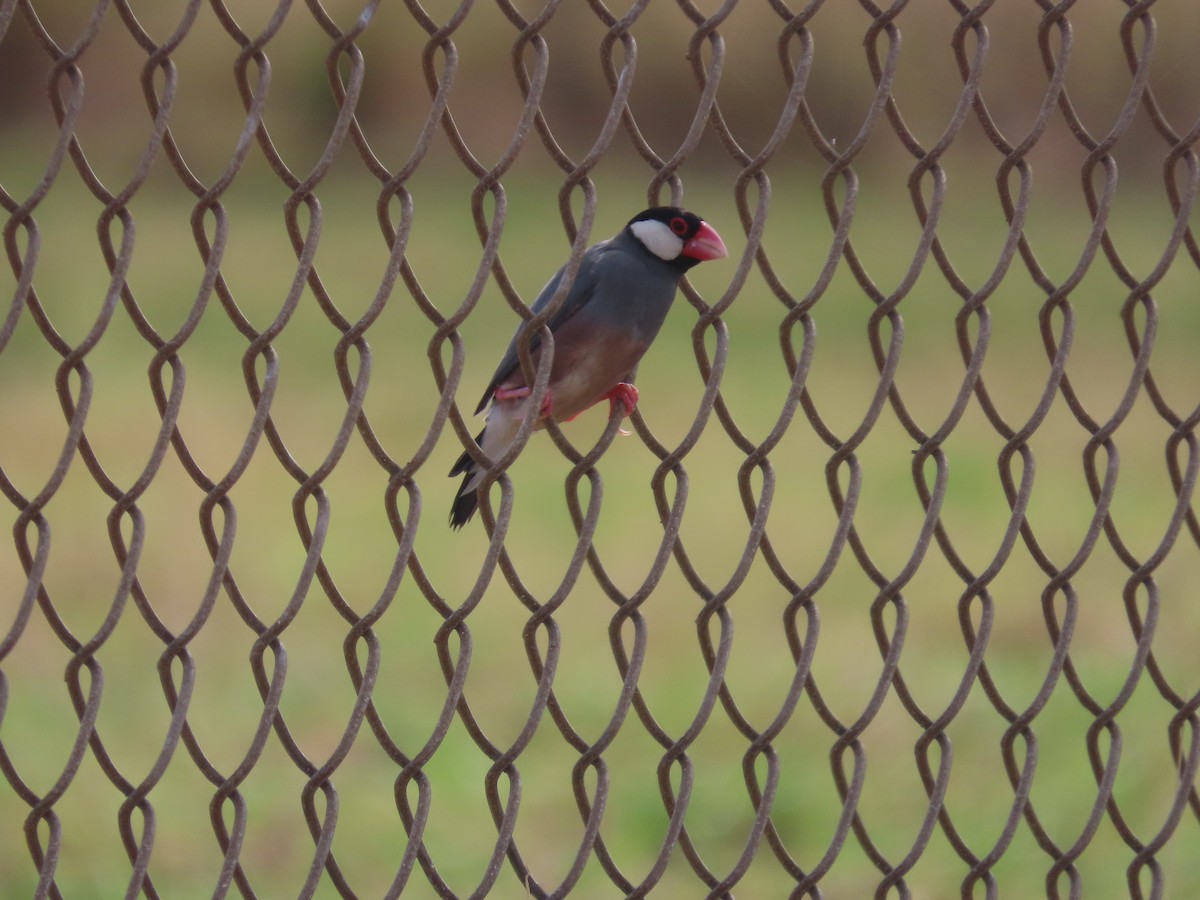 Java Sparrow - Jessie Williamson