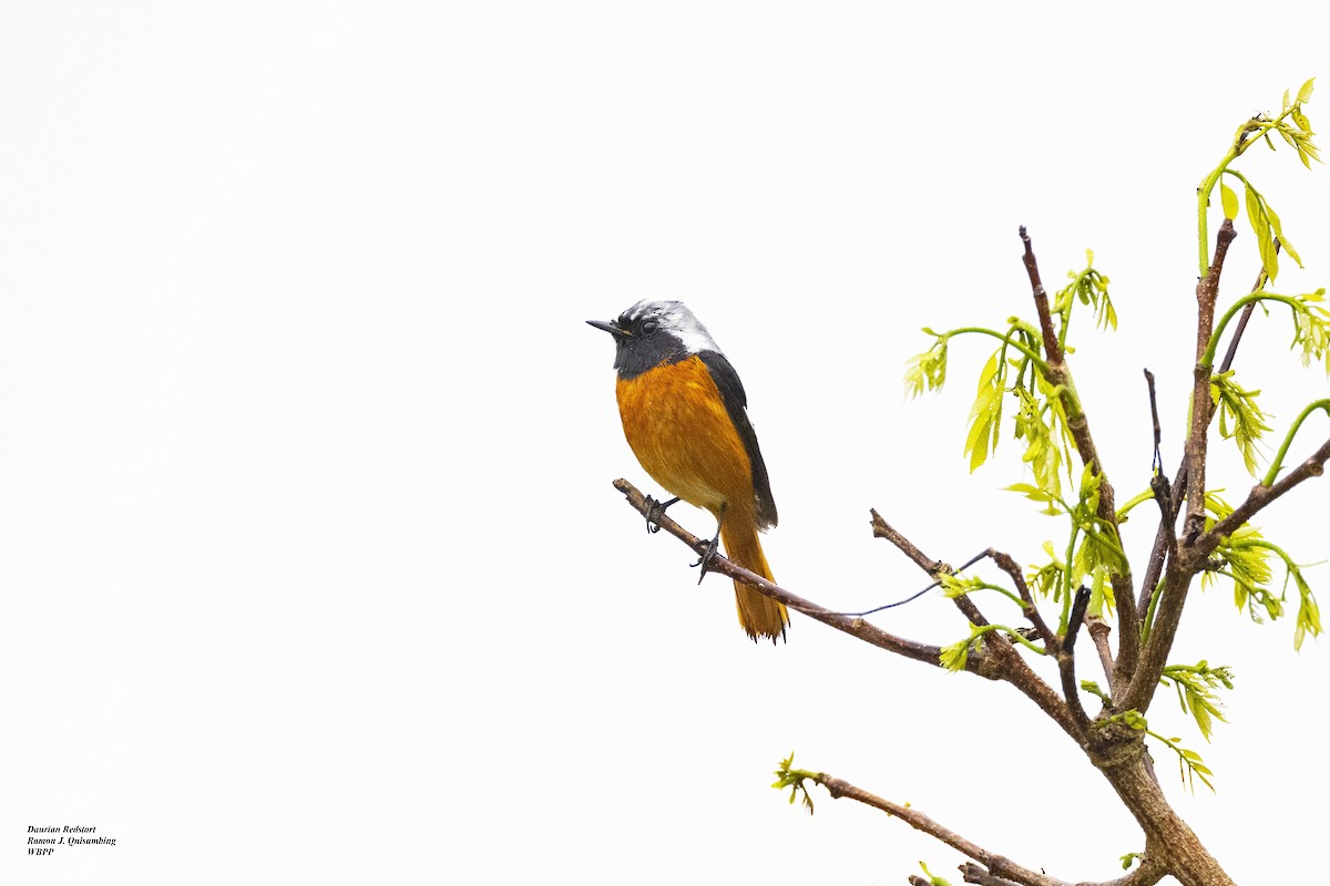 Daurian Redstart - ML615701882