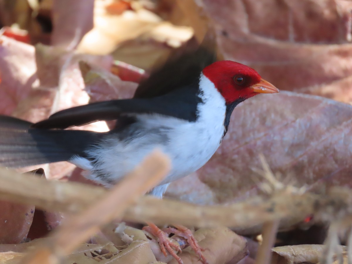 Yellow-billed Cardinal - Jessie Williamson