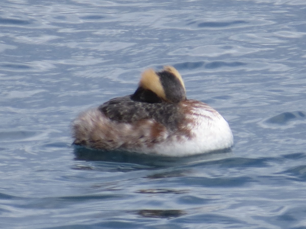 Horned Grebe - ML615701892