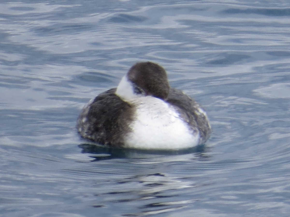 Horned Grebe - ML615701893