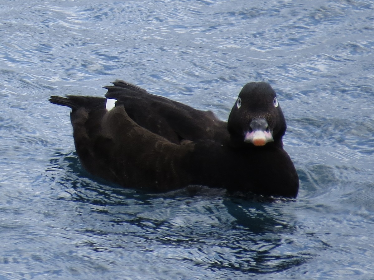 White-winged Scoter - ML615701895