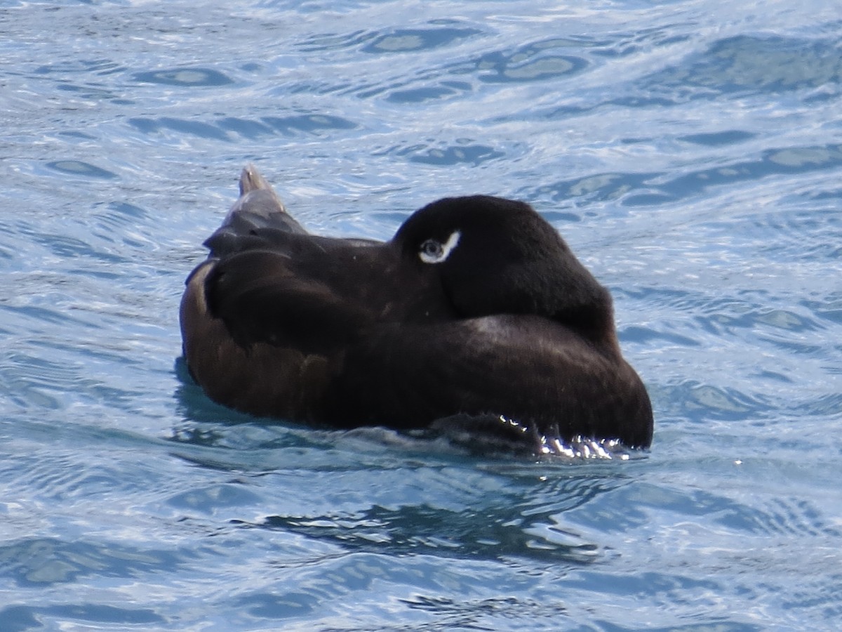 White-winged Scoter - ML615701896