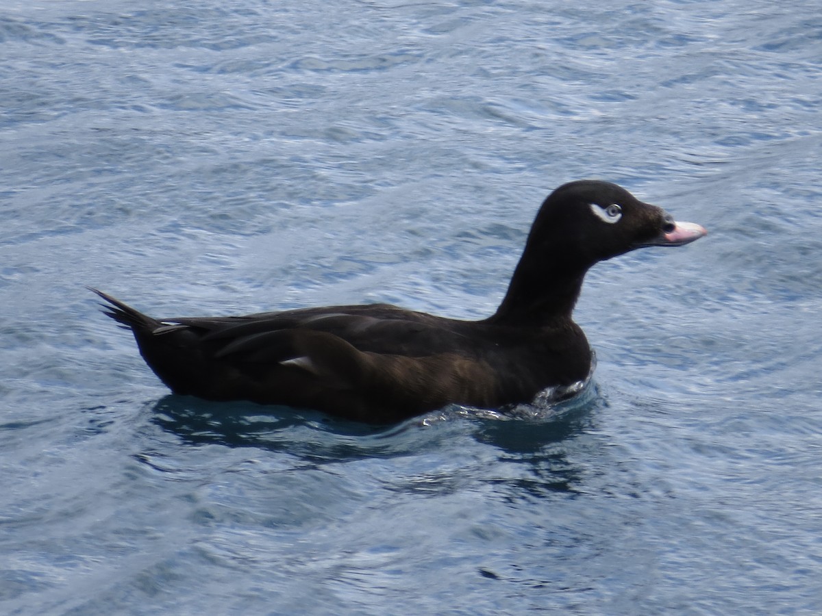 White-winged Scoter - ML615701900