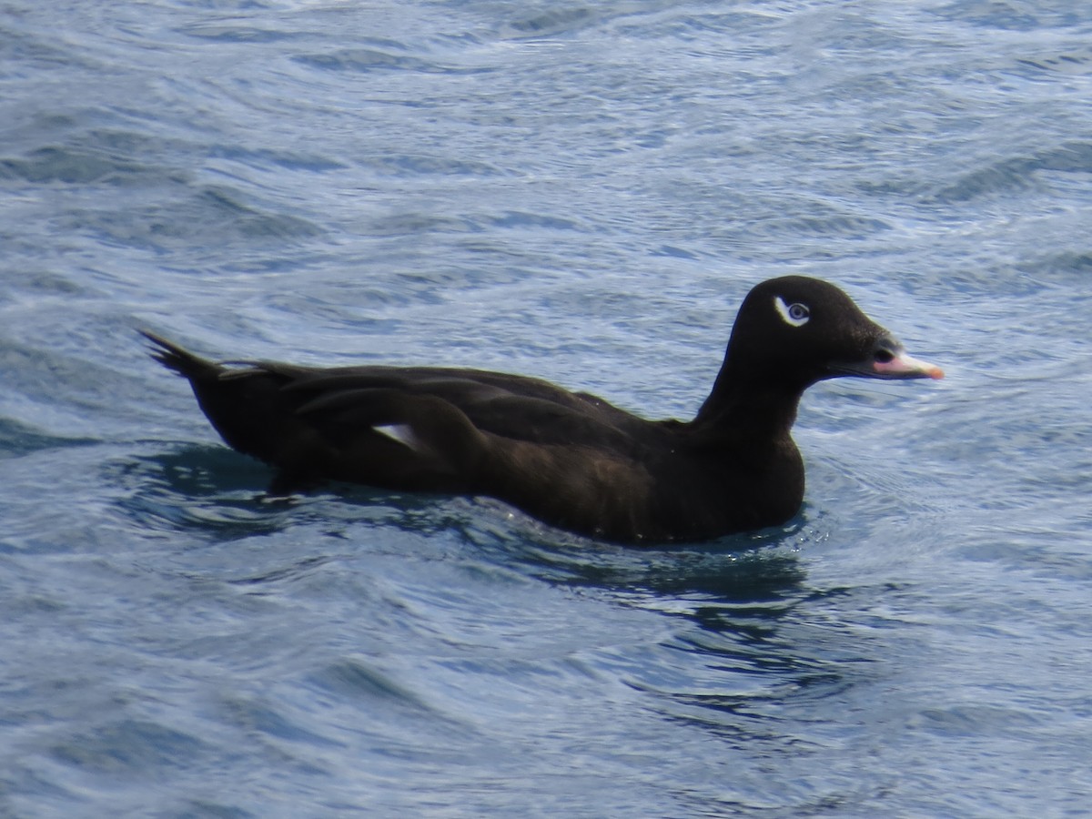 White-winged Scoter - ML615701901