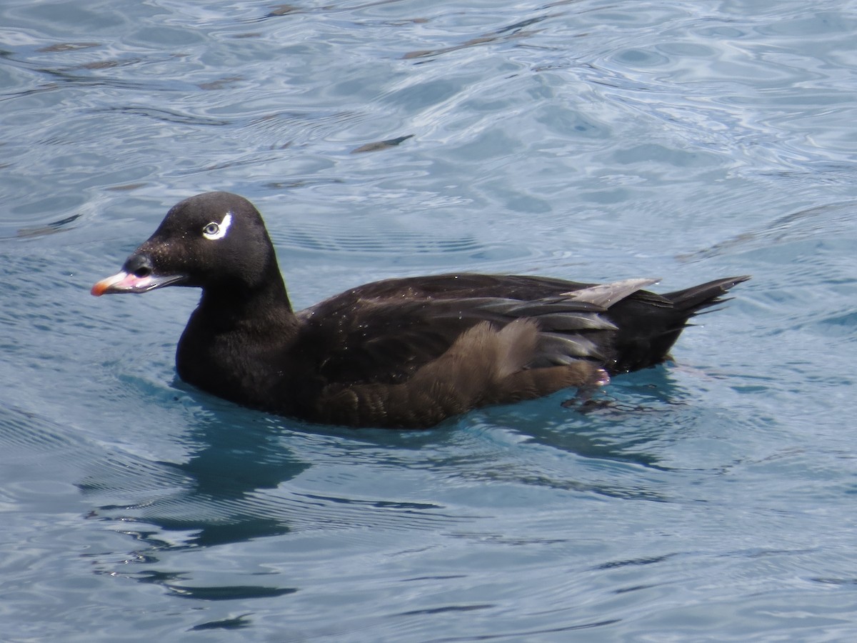 White-winged Scoter - Tim Carney