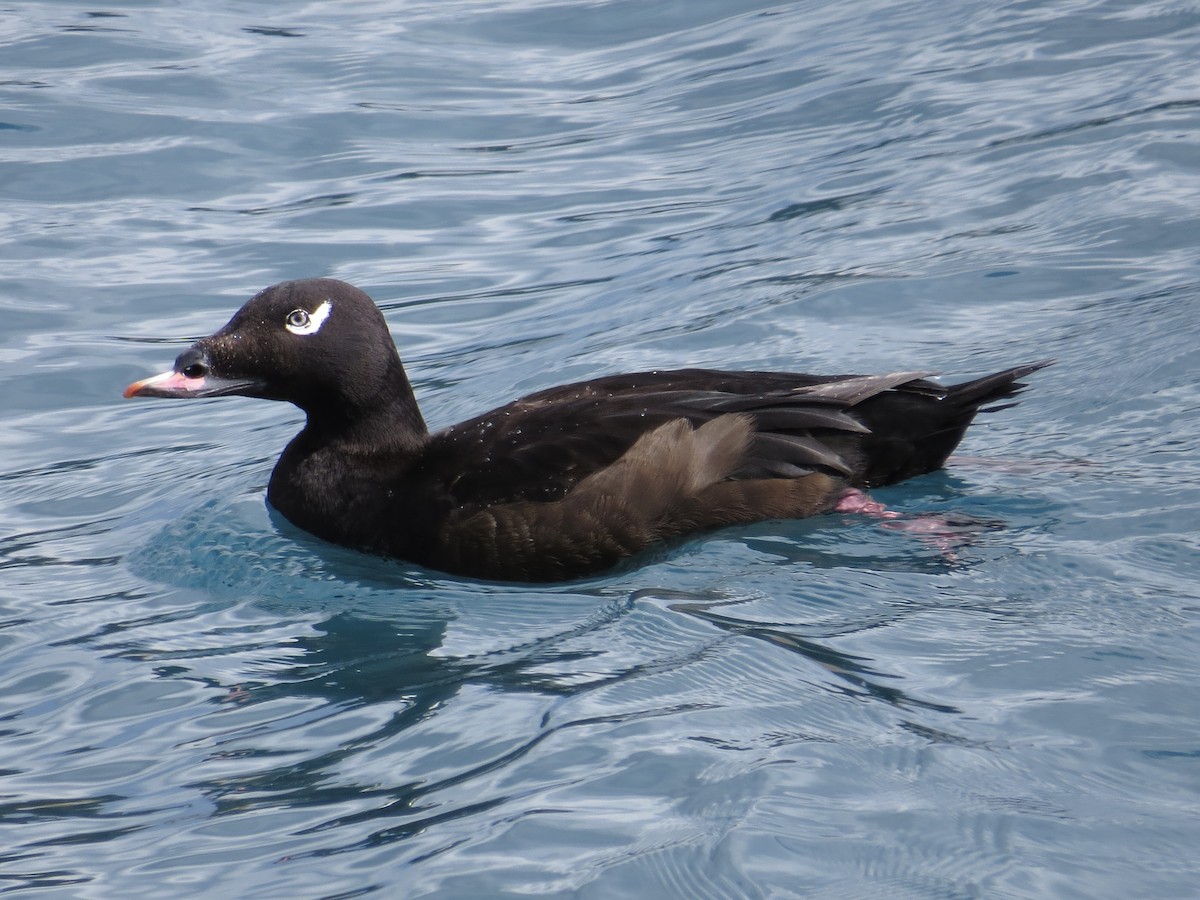 White-winged Scoter - ML615701911