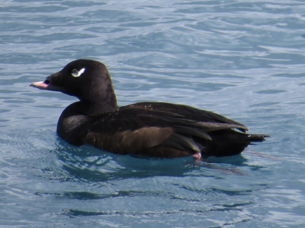 White-winged Scoter - ML615701913