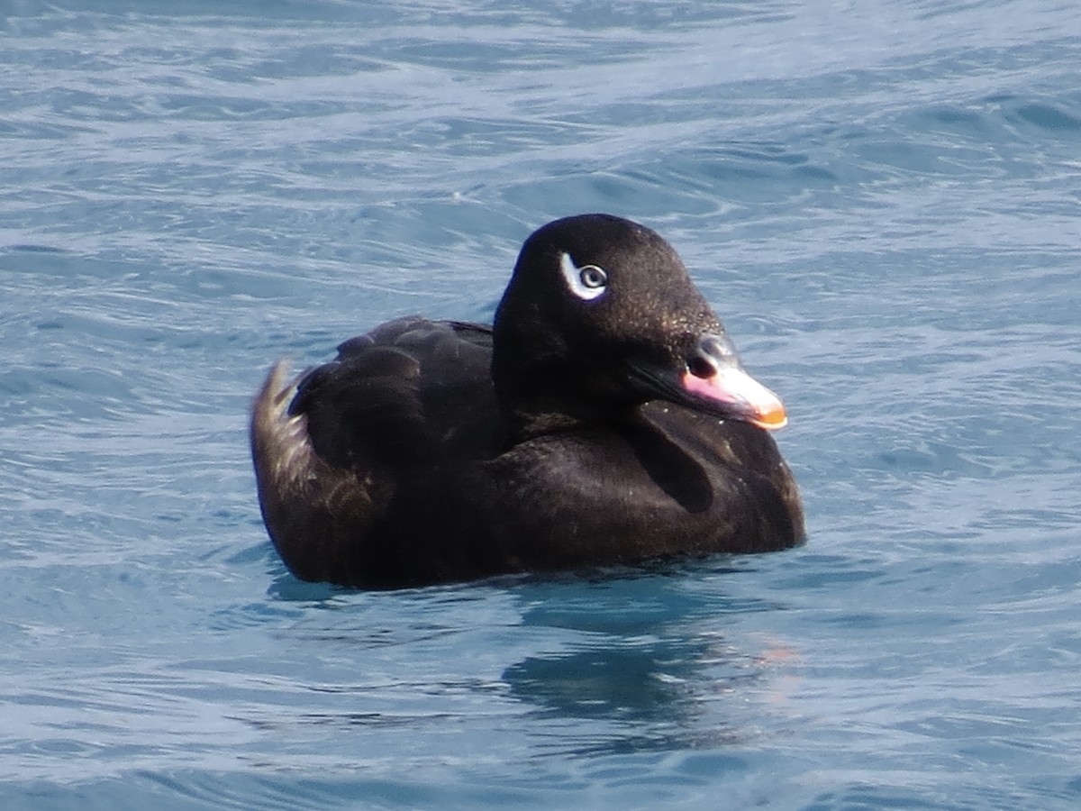 White-winged Scoter - Tim Carney