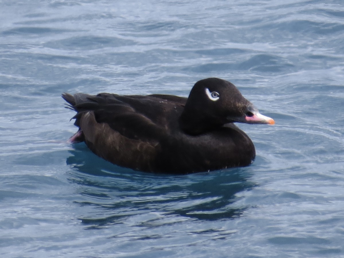 White-winged Scoter - ML615701916