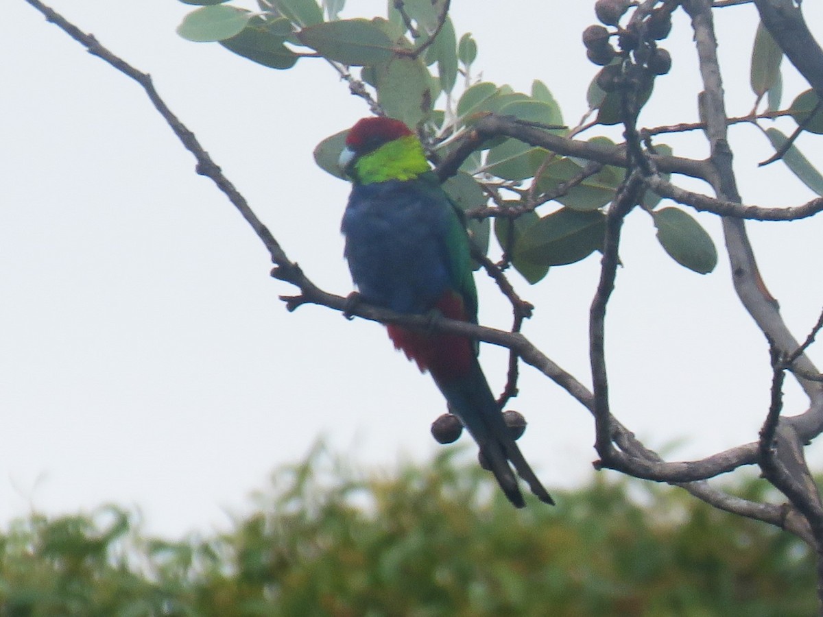 Red-capped Parrot - ML615701975