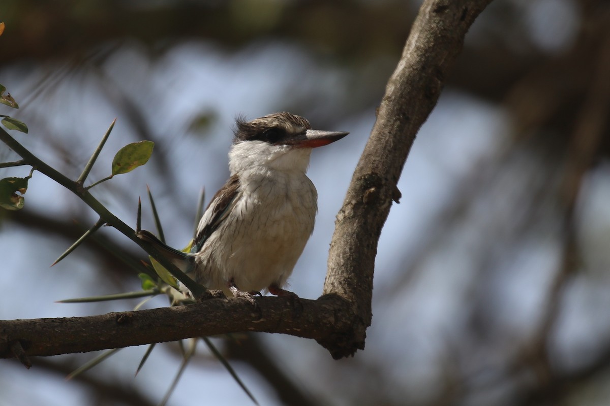 Striped Kingfisher - ML615702001