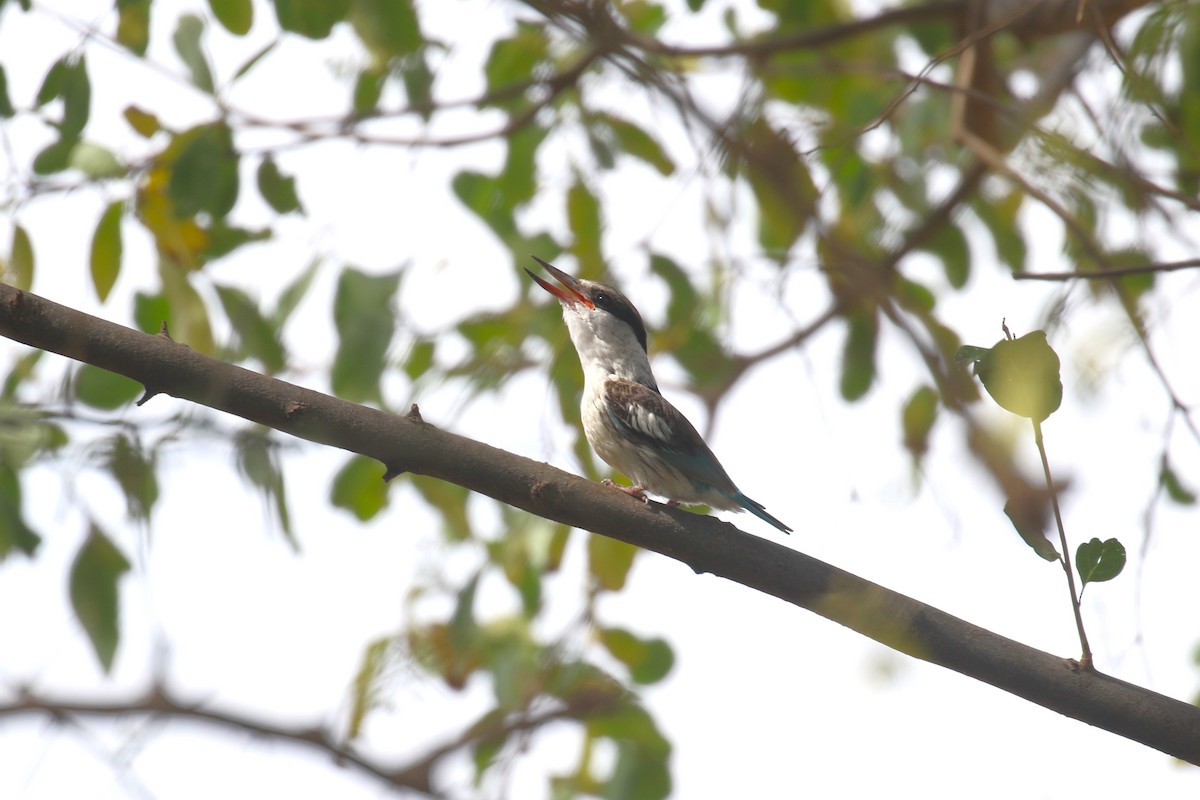 Striped Kingfisher - Fikret Ataşalan