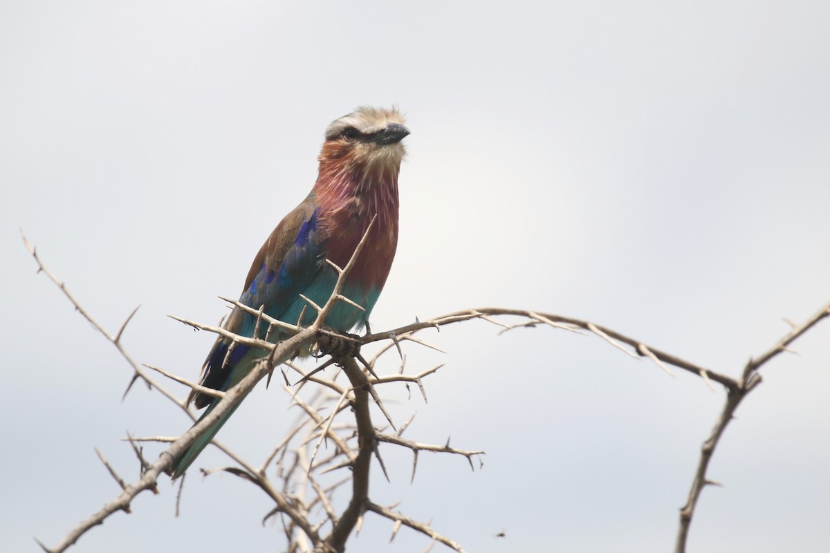 Lilac-breasted Roller - Fikret Ataşalan