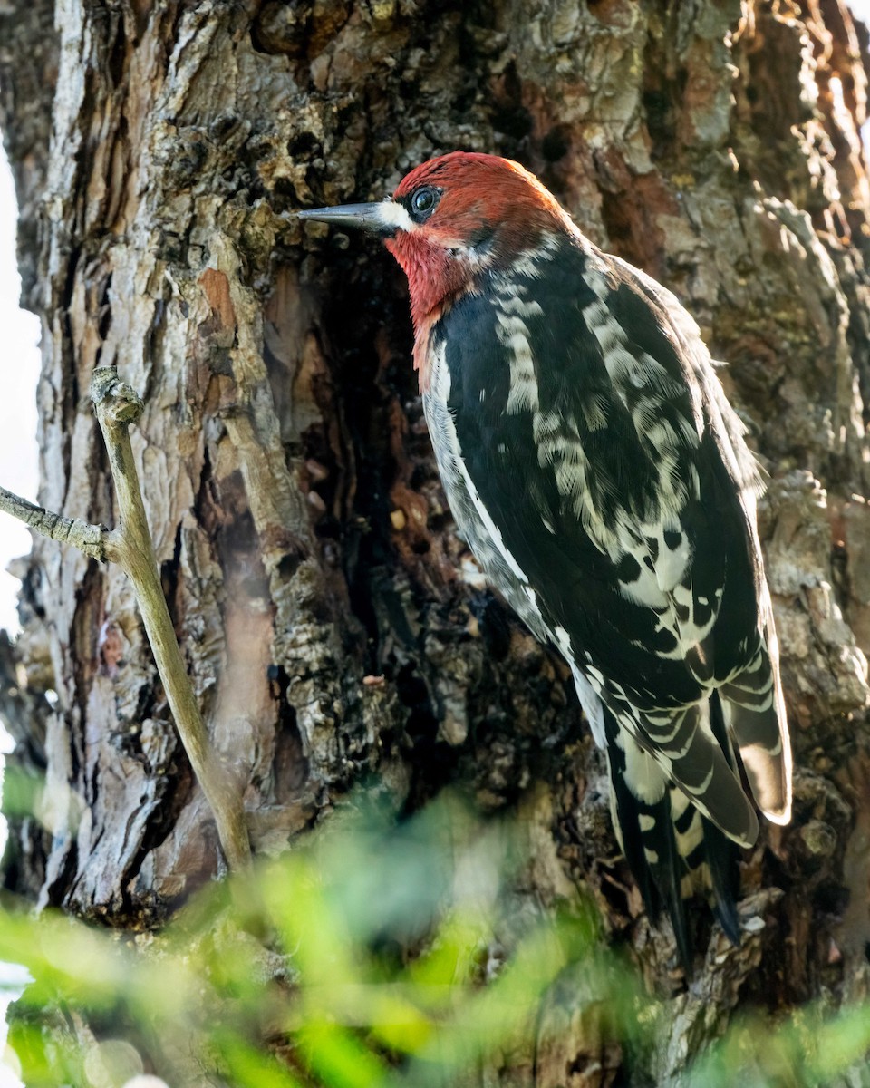 Red-breasted Sapsucker - ML615702020
