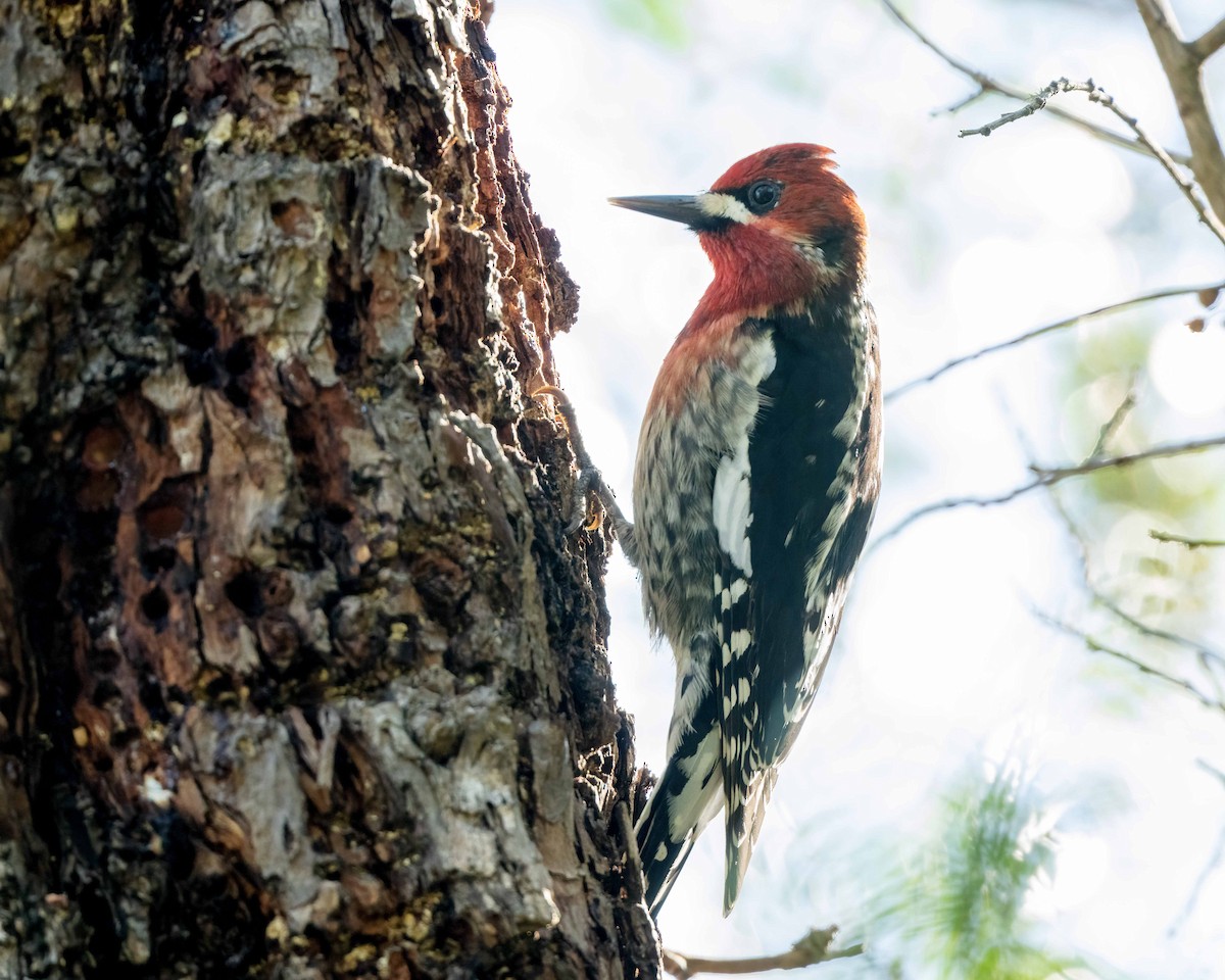 Red-breasted Sapsucker - ML615702021