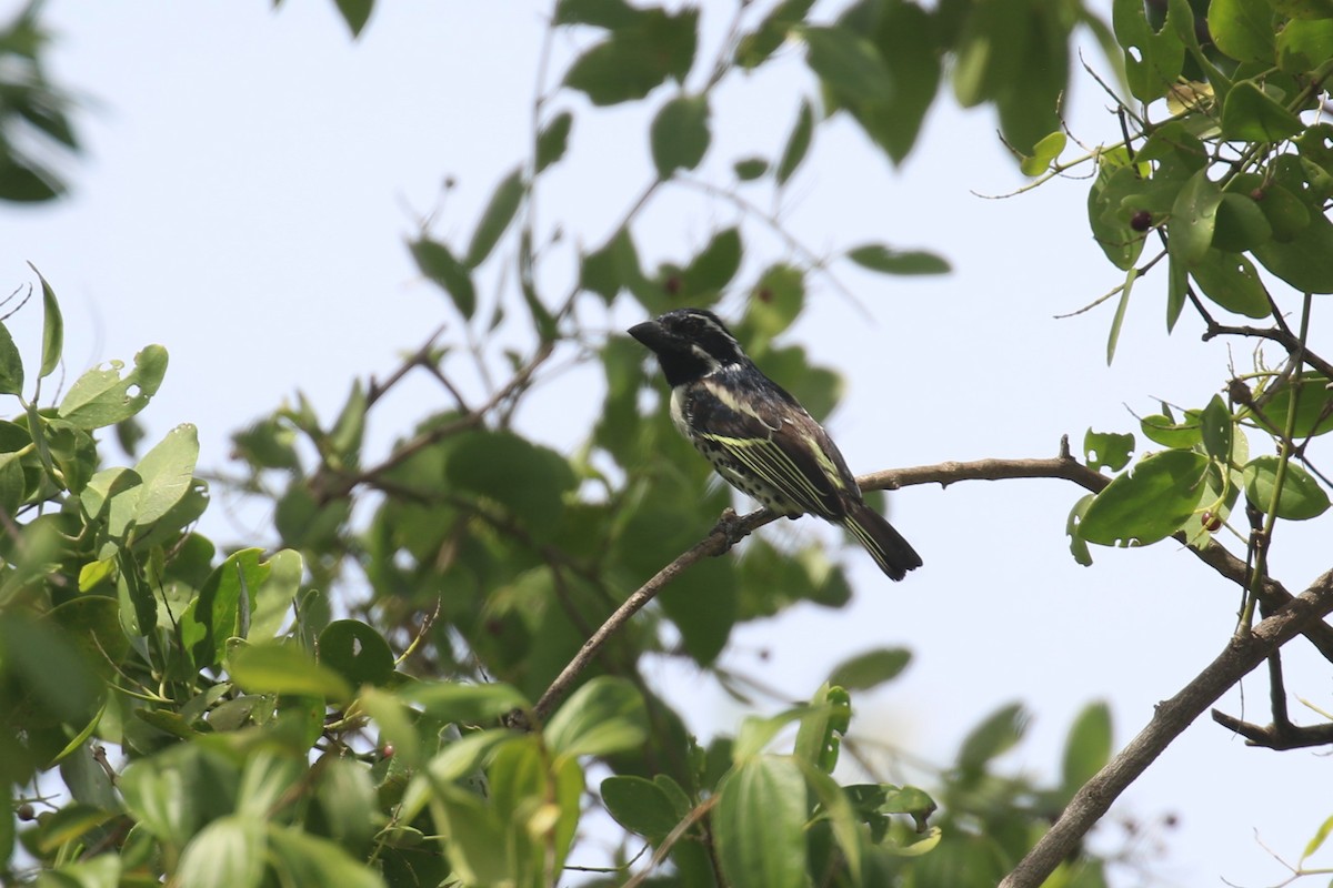 Spot-flanked Barbet - Fikret Ataşalan