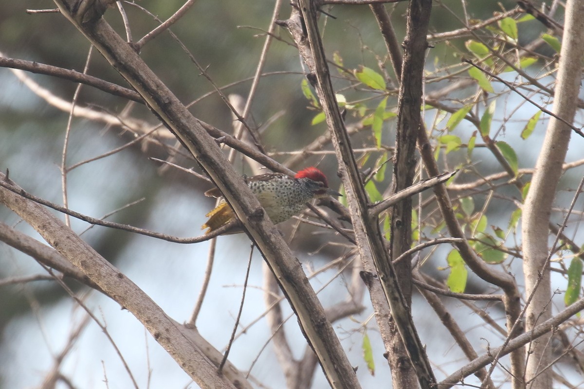 Nubian Woodpecker - Fikret Ataşalan