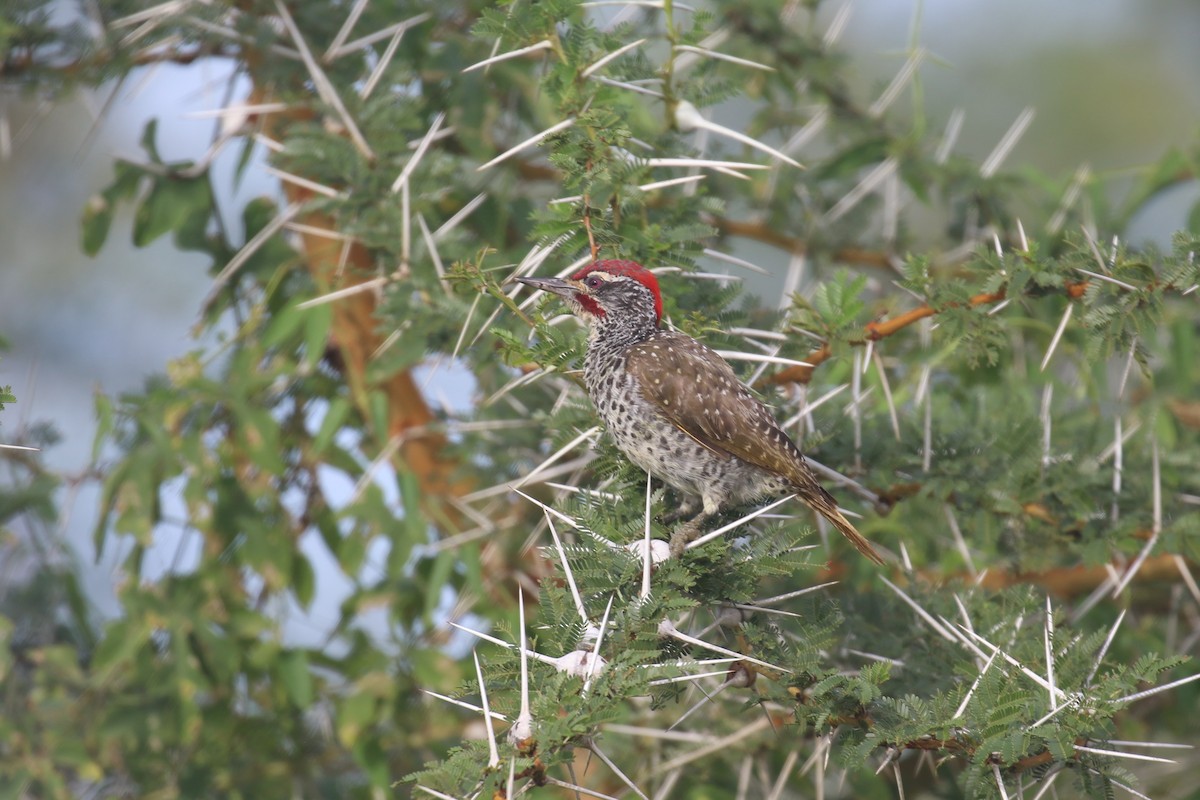 Nubian Woodpecker - Fikret Ataşalan