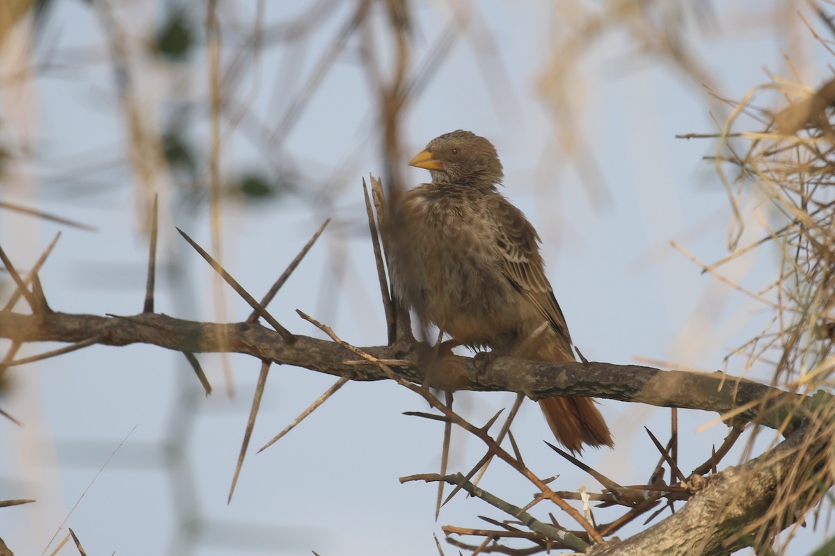 Rufous-tailed Weaver - Fikret Ataşalan
