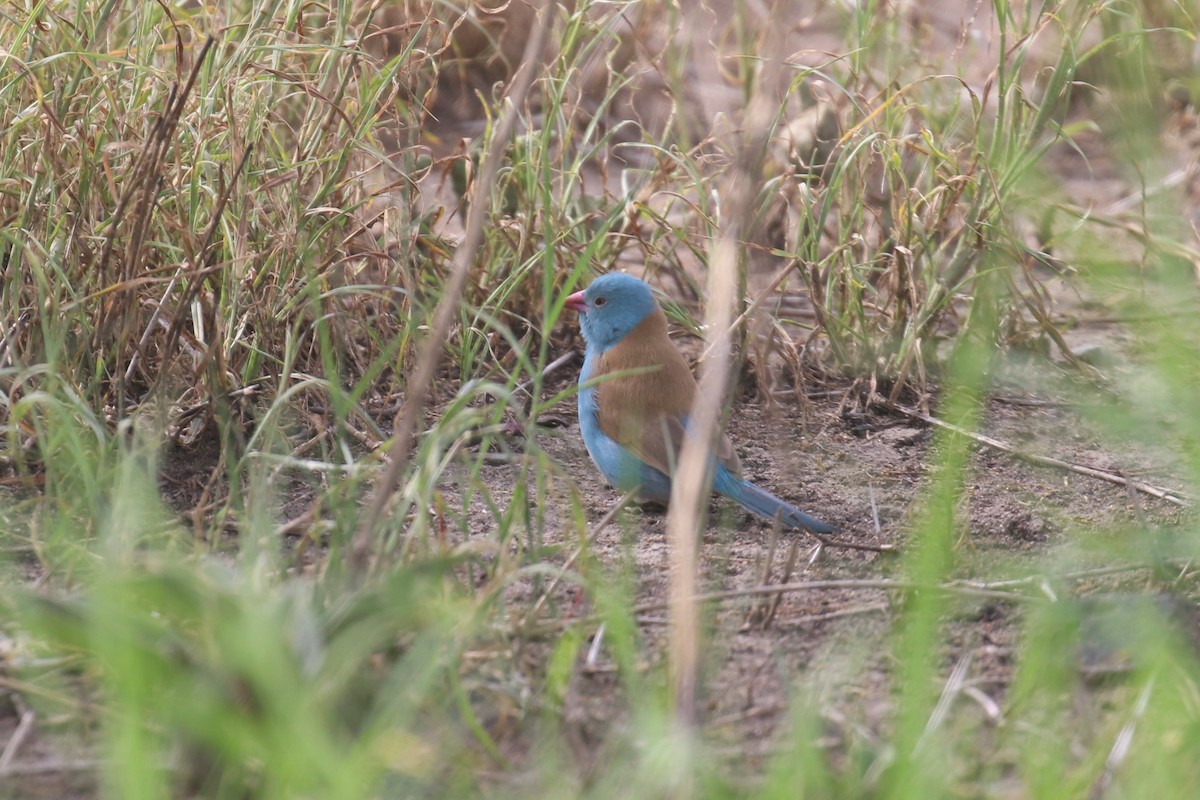 Blue-capped Cordonbleu - Fikret Ataşalan