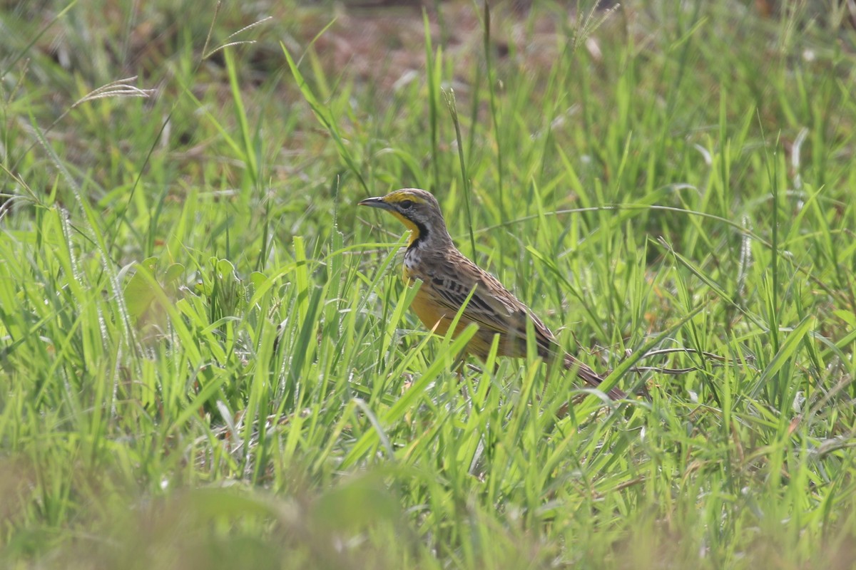 Yellow-throated Longclaw - ML615702089