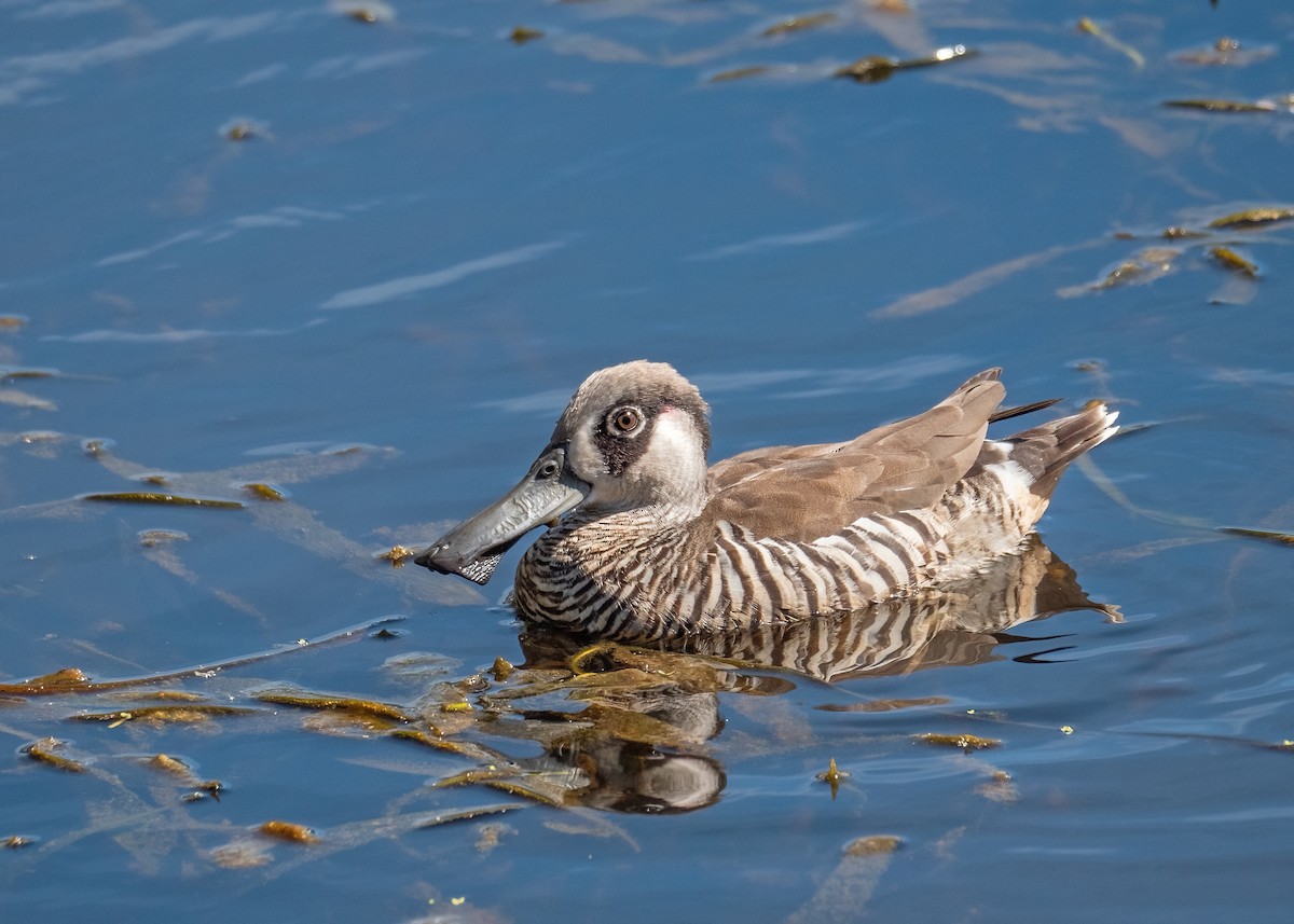 Pink-eared Duck - ML615702093