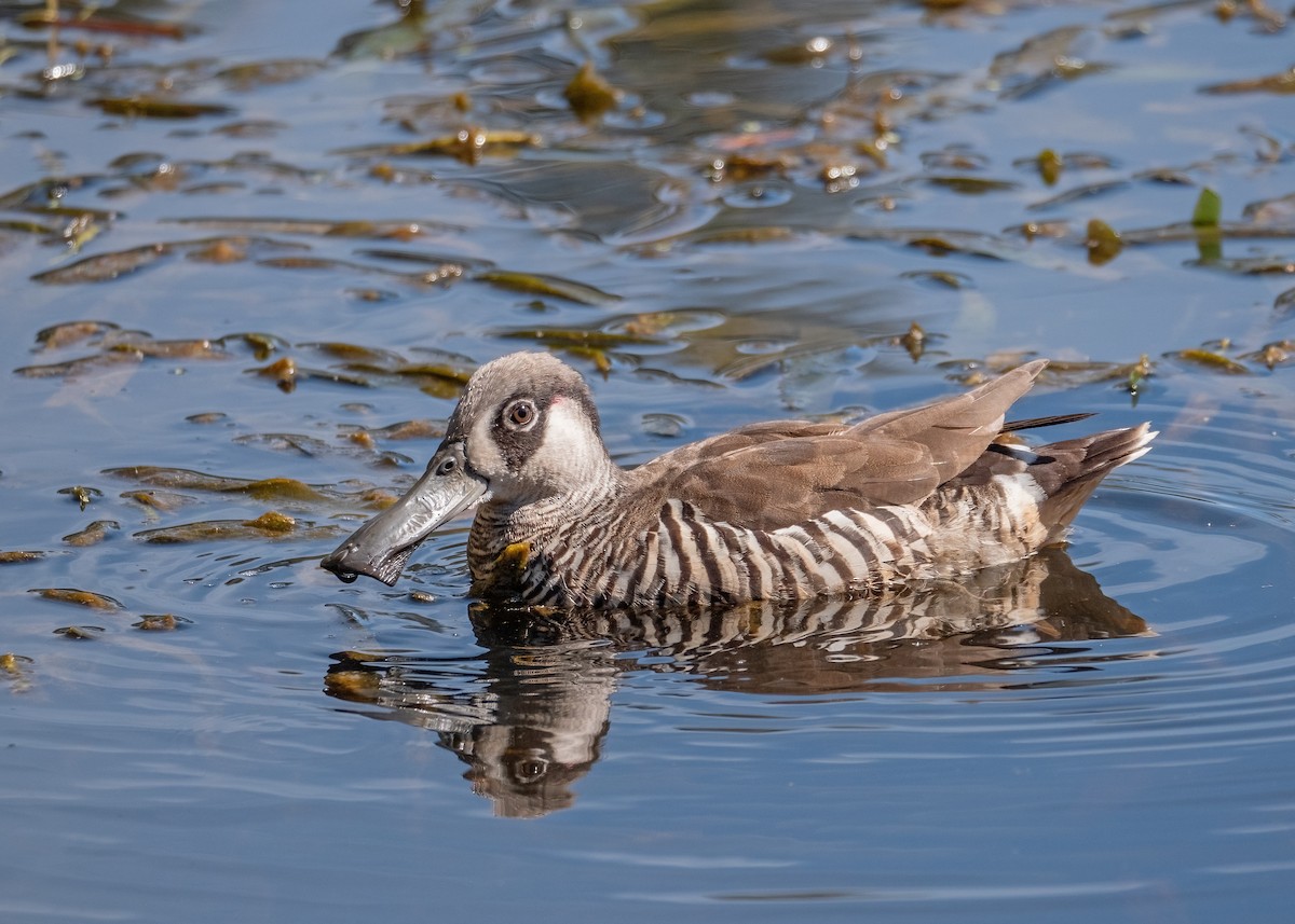 Pink-eared Duck - ML615702149